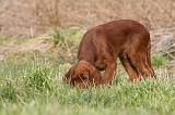 SETTER IRLANDAIS 251